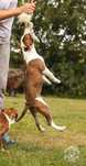 American Pitt Bull Terrier  Old Family Red Nose import USA
