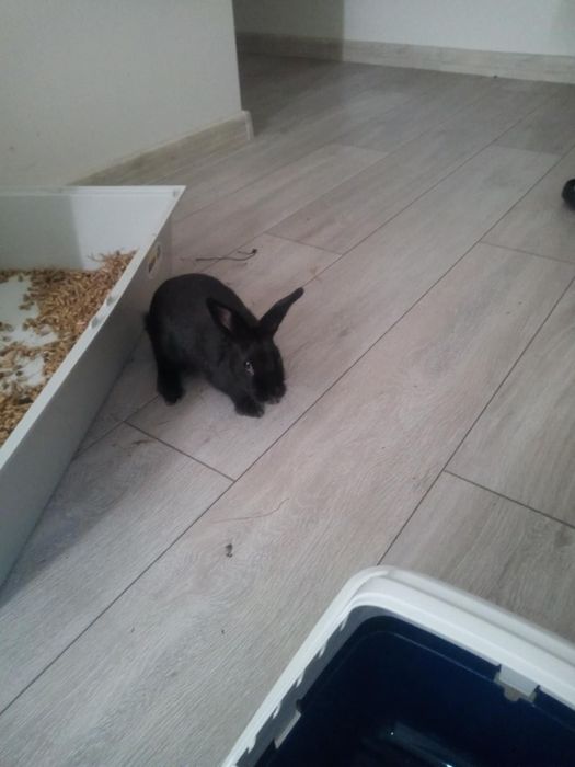 Oddam króliczka w dobre ręce