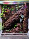 Terrarium 30x30x40, gekon, drzewołazy