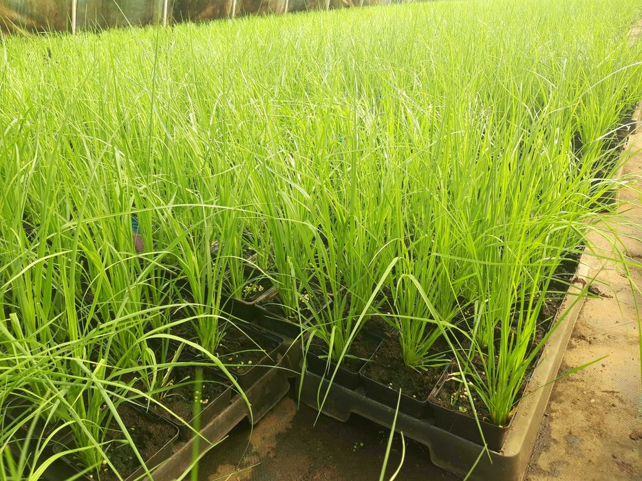 Trawa pampasowa róż i biel p9 WYSYŁKA