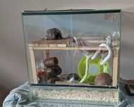 Terrarium 50x30x50