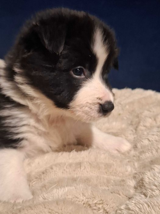 Border Collie Suczka Alice z rodowodem, wychowana w domu