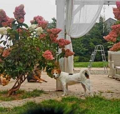 Florka, nieduża sunia do kochania i przytulania.