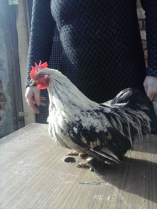sprzedam koguty feniksy liliputy bantamki 40 zł