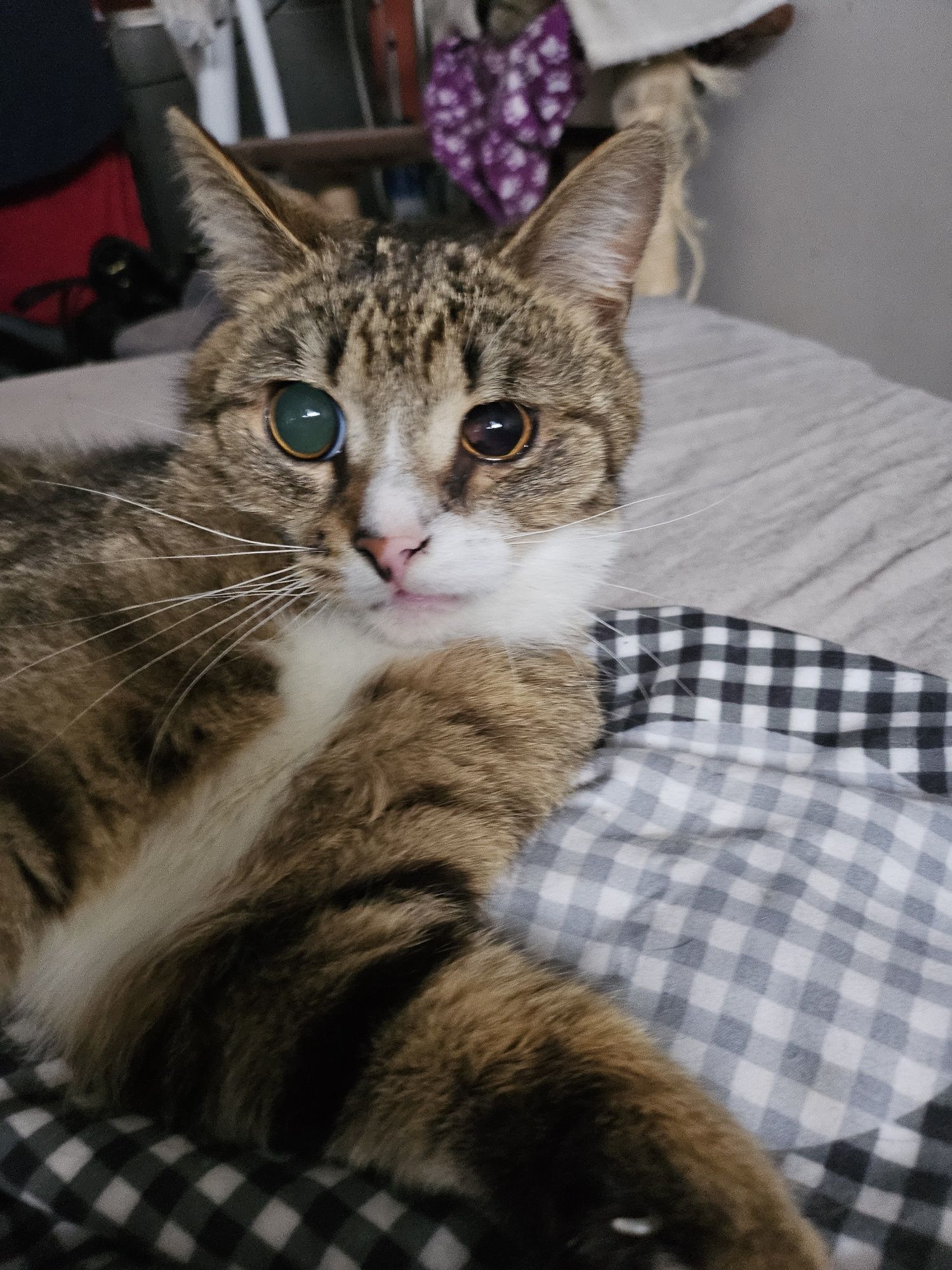 Tomcio prosi o domek