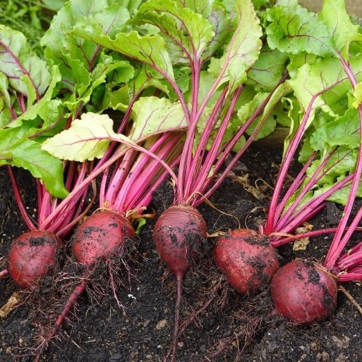 na taśmie Burak ćwikłowy CZERWONA KULA 2 - 6 m taśmy (Beta vulgaris L)
