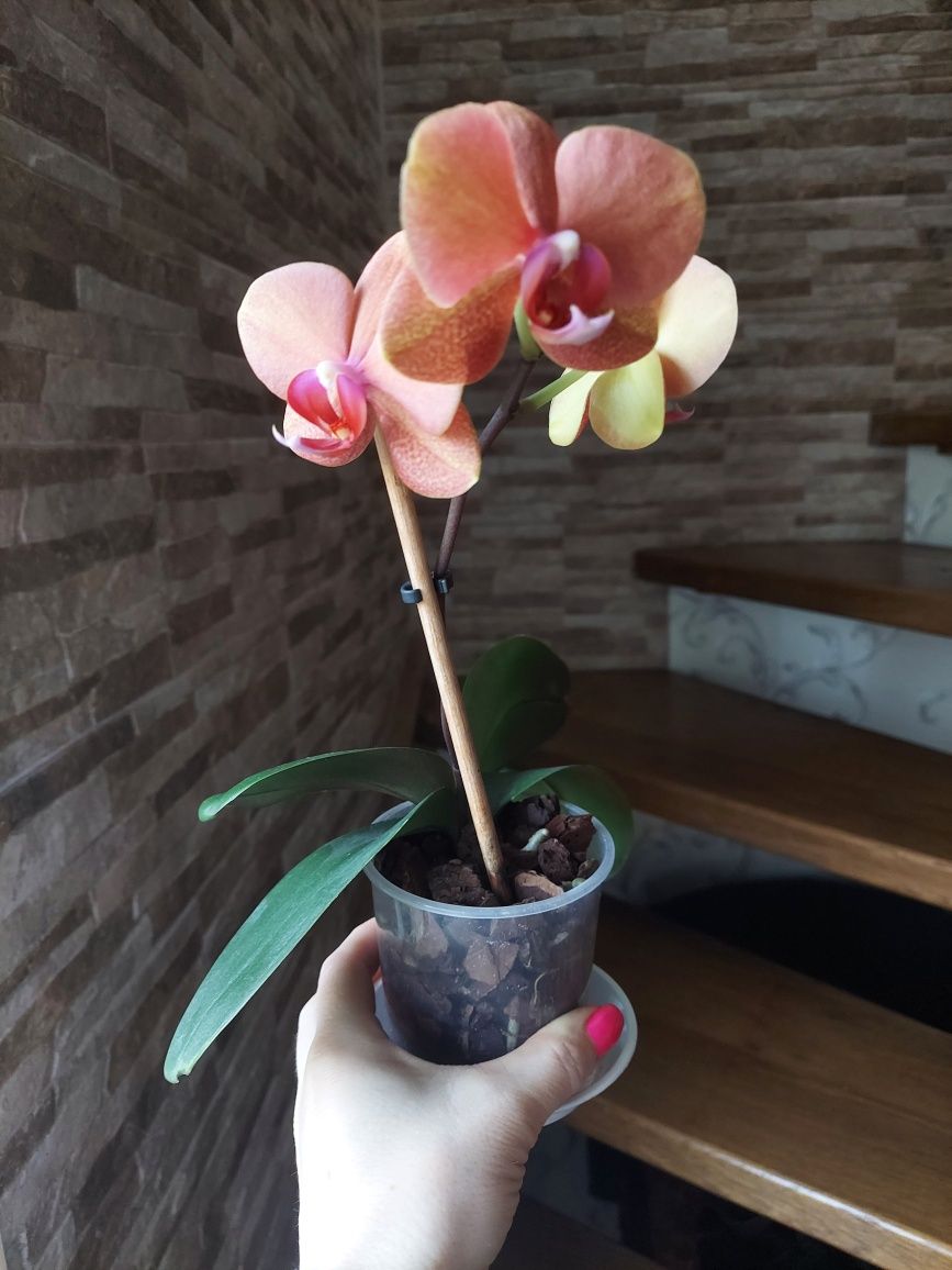 Орхідея фаленопсис молода