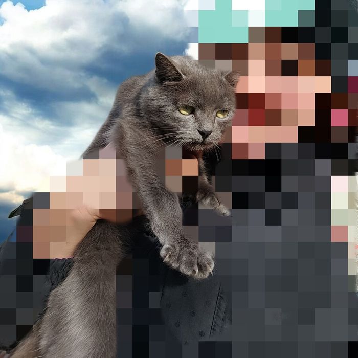 Віддам в добрі руки британець кішка стерилізована поміст бр