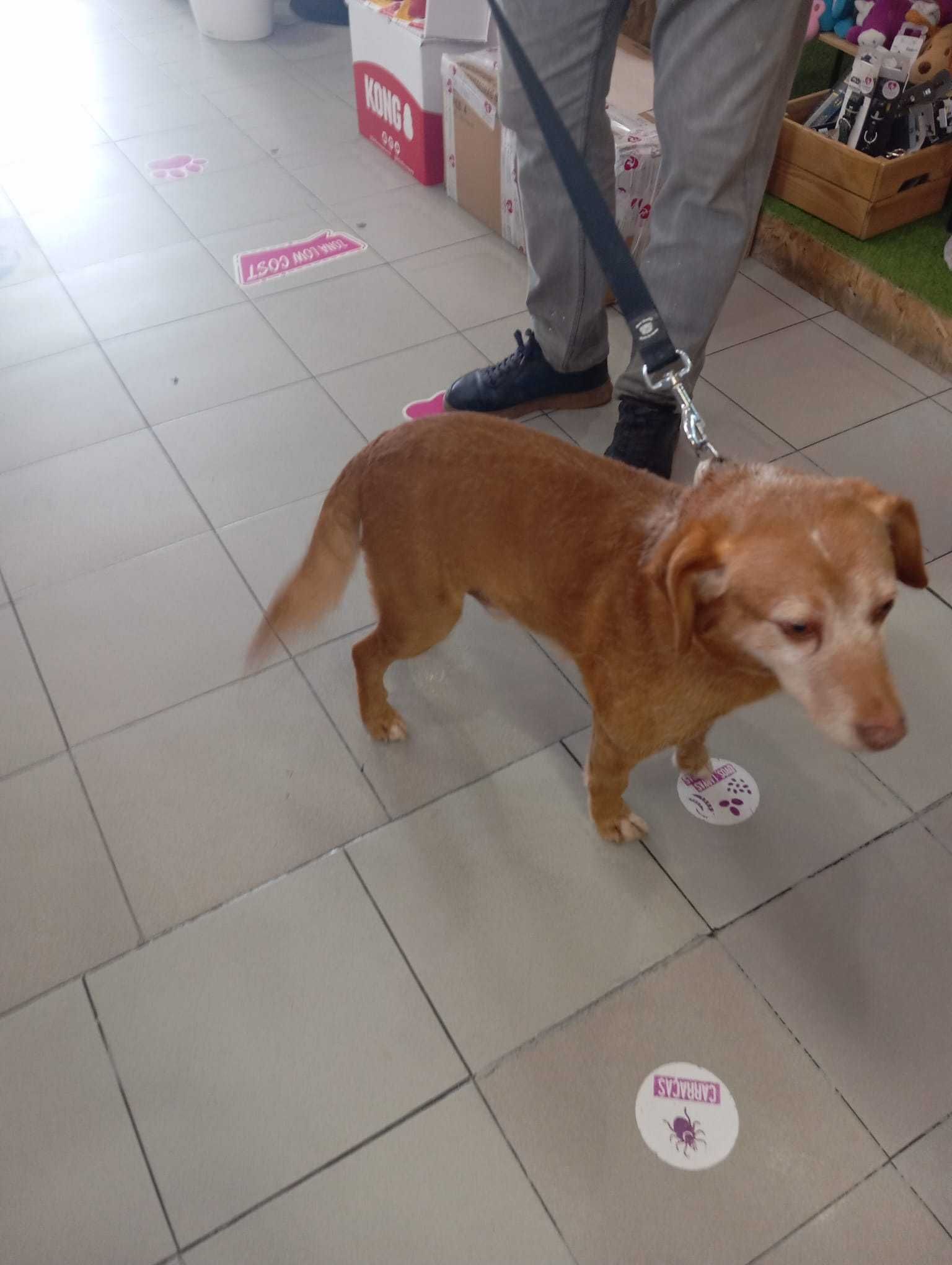Spicy - Para Adopção