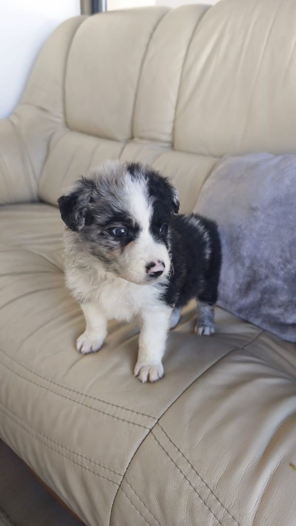 Border Collie Blue Merle fêmea
