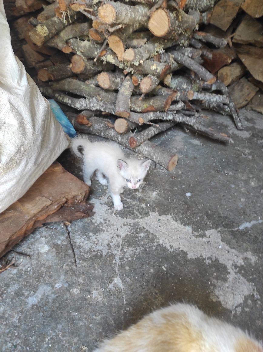 Gatos bebés e adultos para adoção