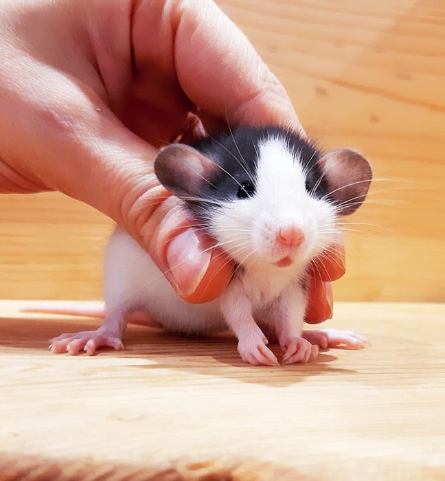 Крыски дамбо,крысы,крысята,клетки,корма,аксессуары