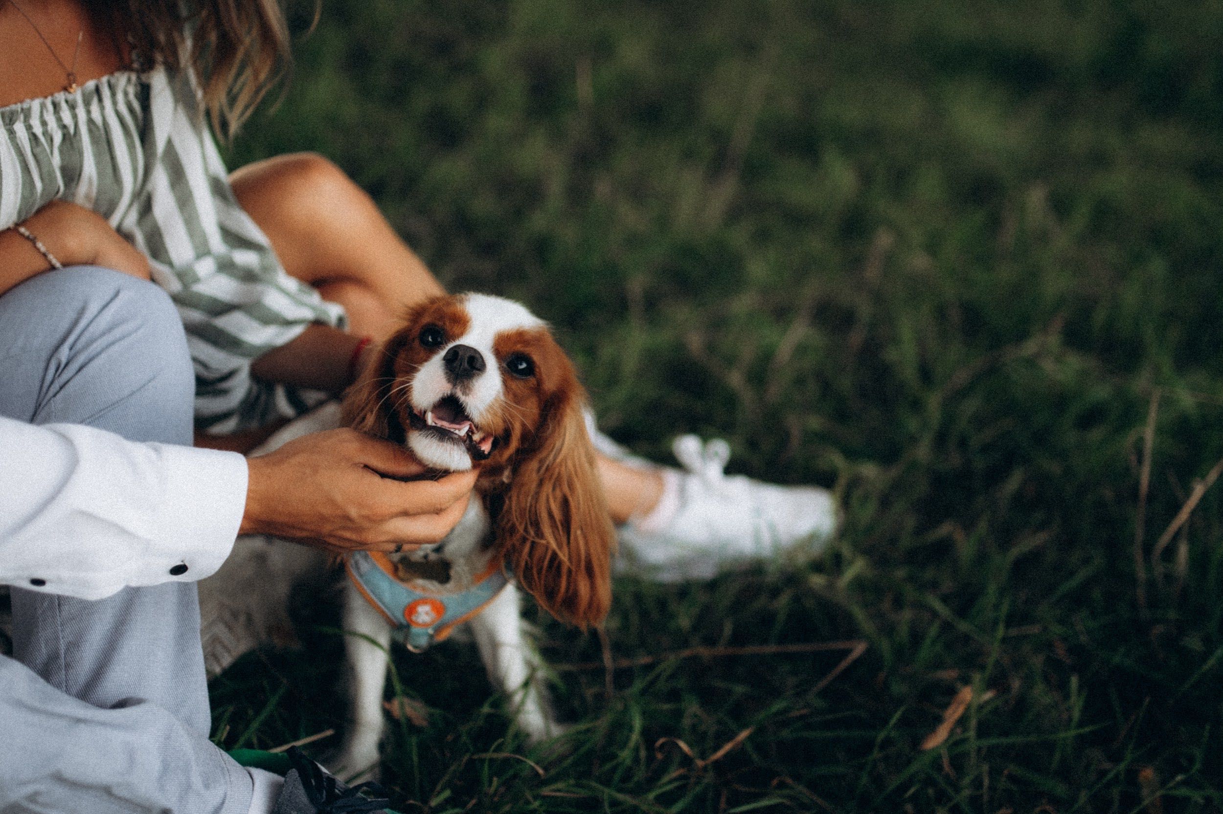 Reproduktor Cavalier King Charles Spaniel