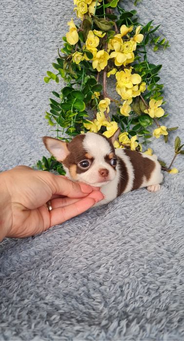 Estupendo super mini mini menino Chihuahua/Chiuaua de Qualidade