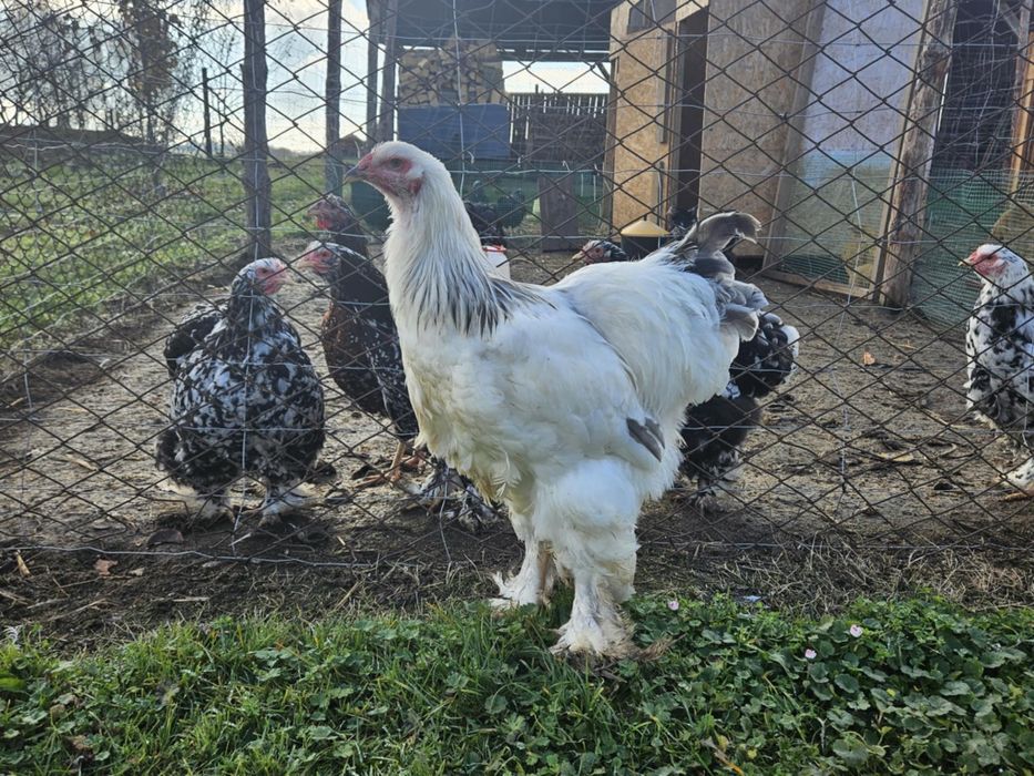 Kogut Brahma Gronostajowa