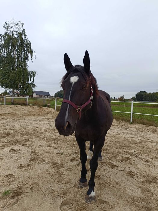 Konie do dzierżawy/współdzierżawy