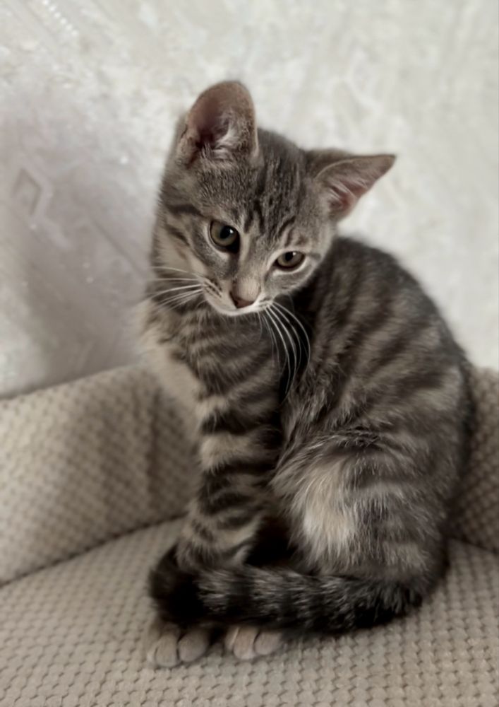 Маленьке кошеня котик