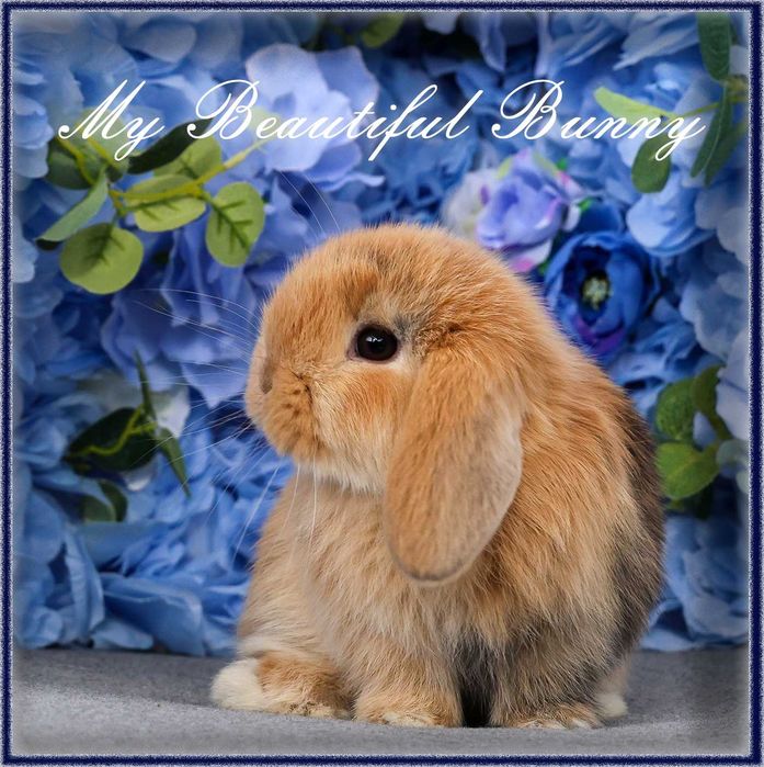 Piękny Króliczek Mini Lop - Orange