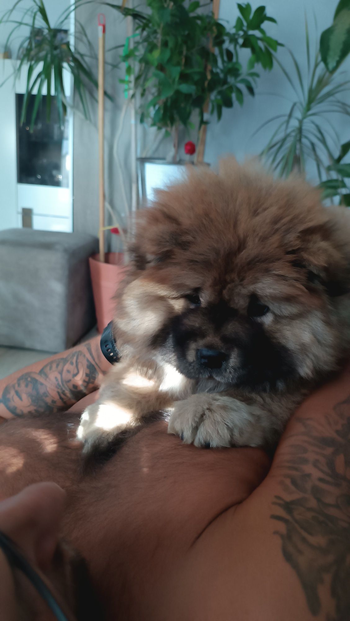 Suczka Chow Chow