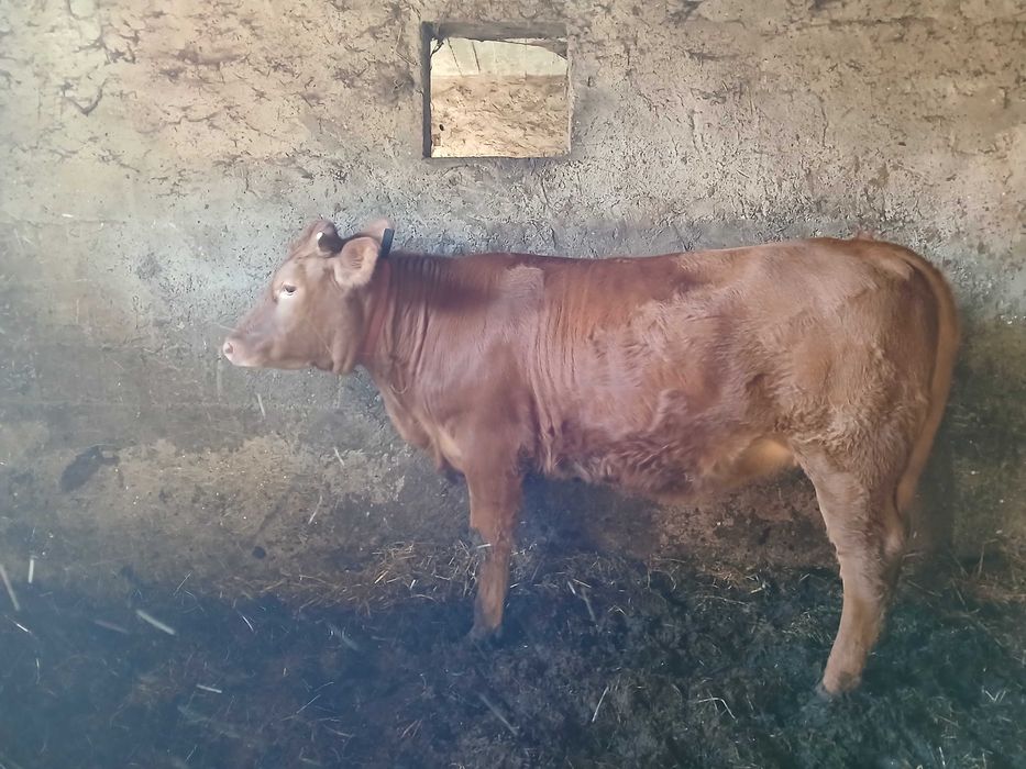 Jałówka rasa mięsna