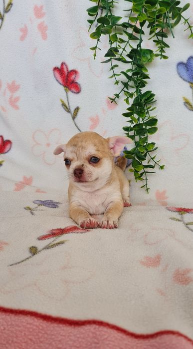 Excelente menina mini chihuahua/chiuaua linhagem Russa.Qualid