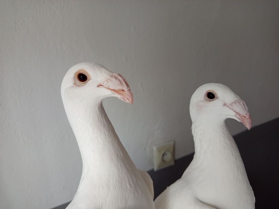 Rzeszowskie wystawowe