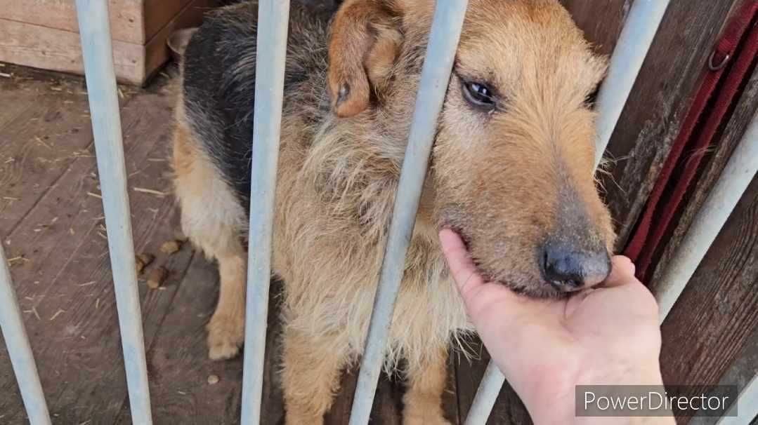 Bity, katowany a wciąż kocha człowieka