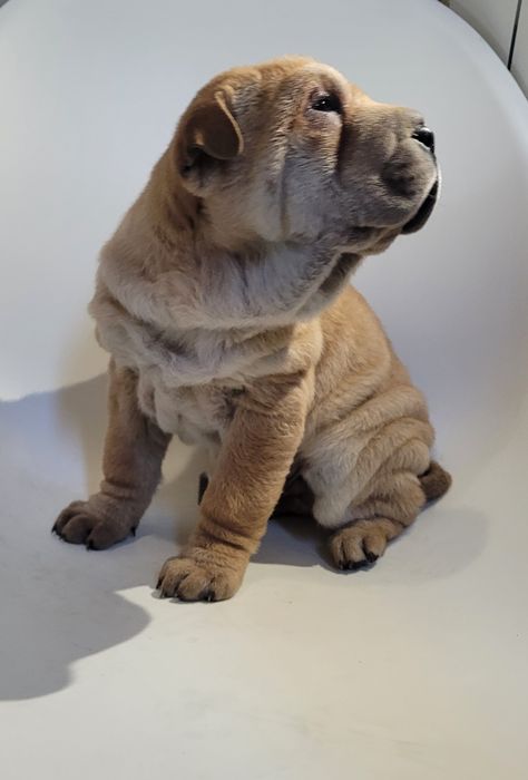 Sharpei macho castanho