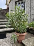 Oleander biały 80 cm kwiat doniczkowy taras balkon