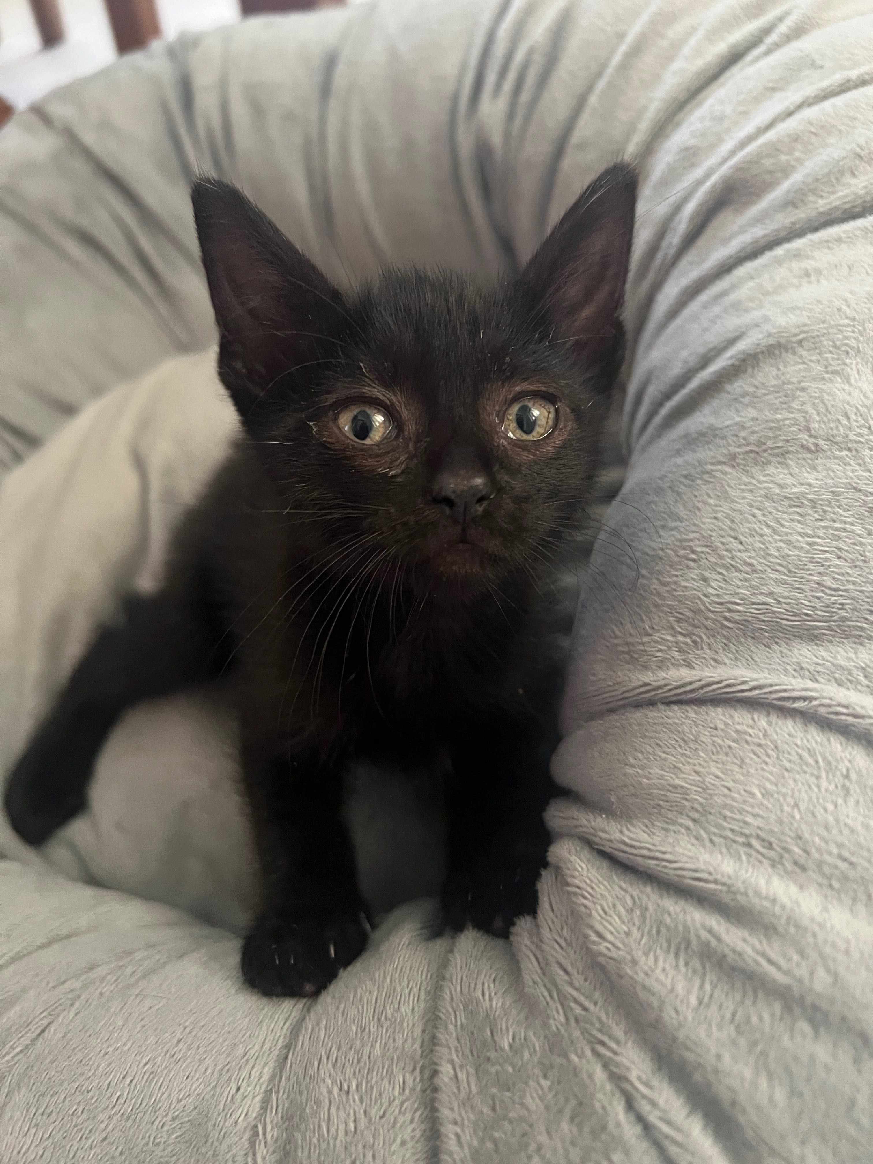 Animais para adoção