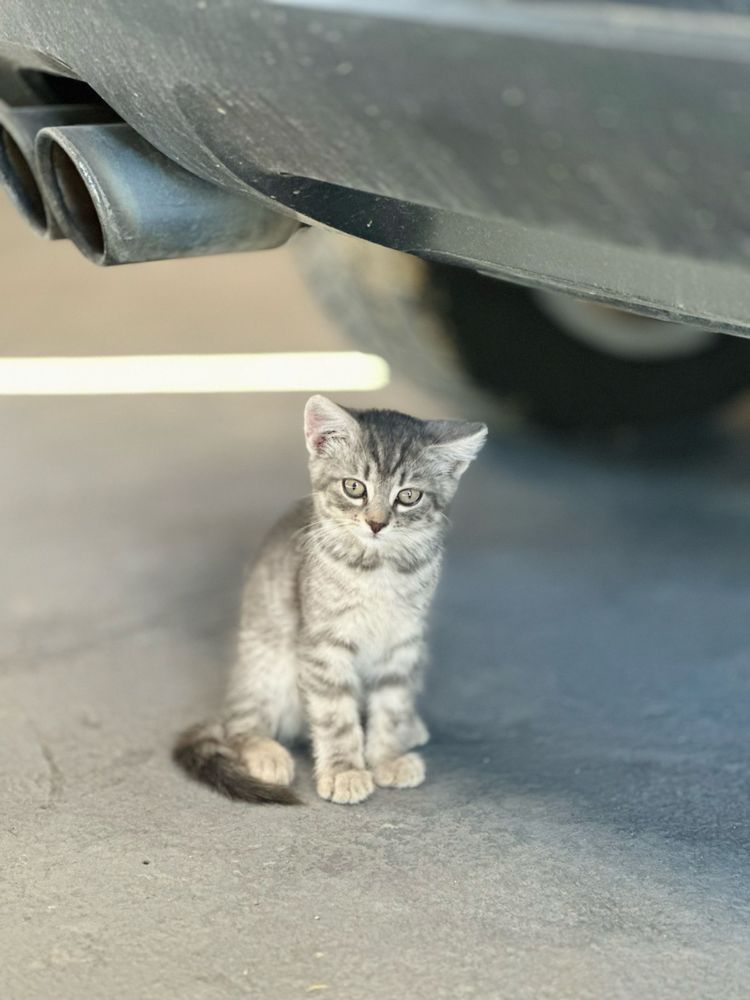 Котик безкоштовно
