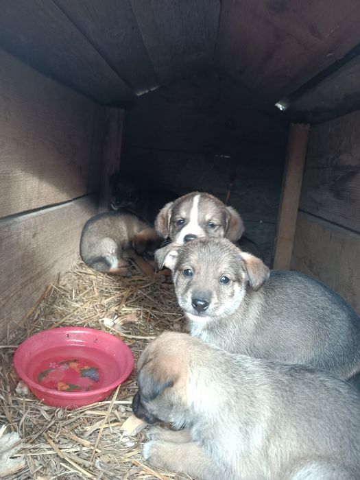 Песики, собачки.