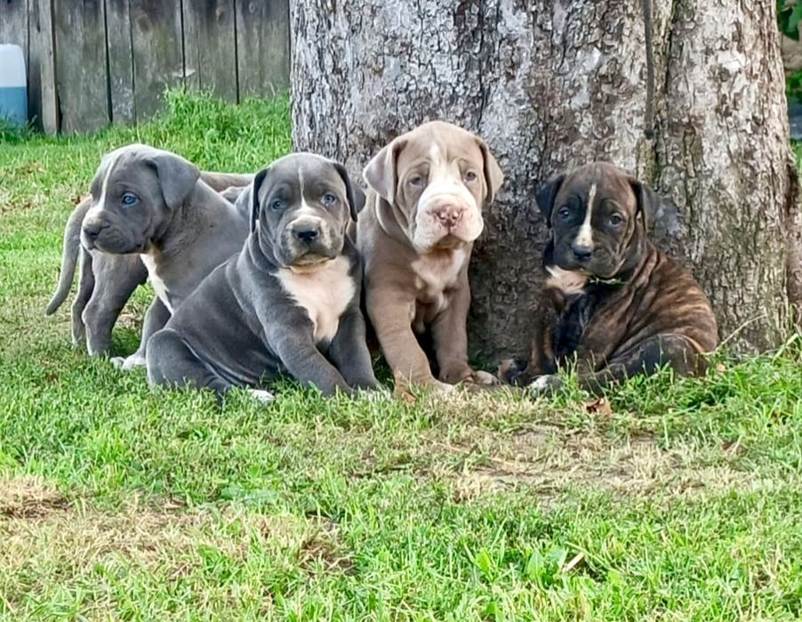 Szczeniaki bandog - cane corso dog argentyński mastino presa tosa