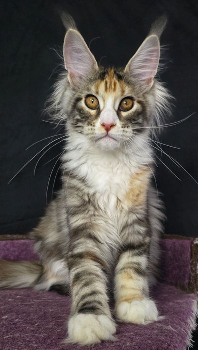 Розкішне срібне кошеня мейн-кун