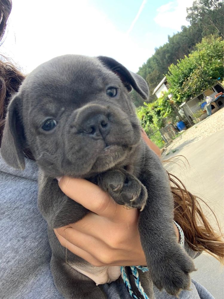 Buldogue frances puro