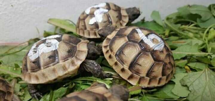 Сухопутные травоядные черепахи