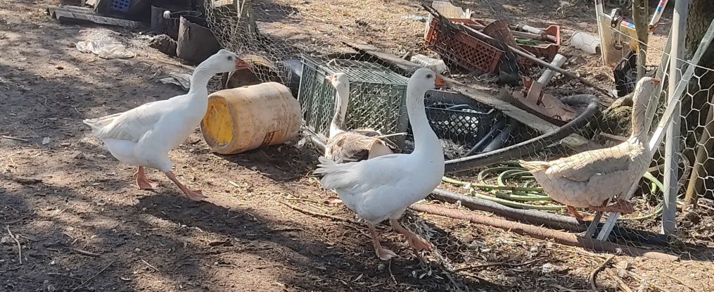 patos mudos e gansos