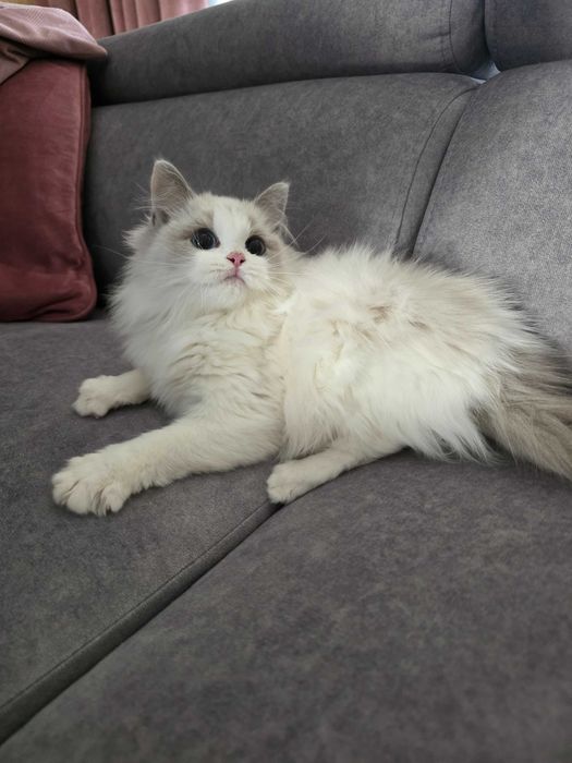 kociak rasy ragdoll