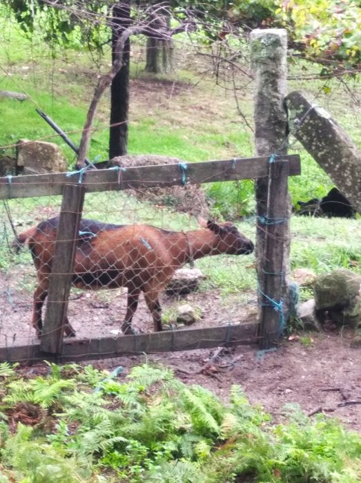 Cabra para venda