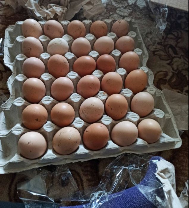 Яйце інкубаційне Тетра