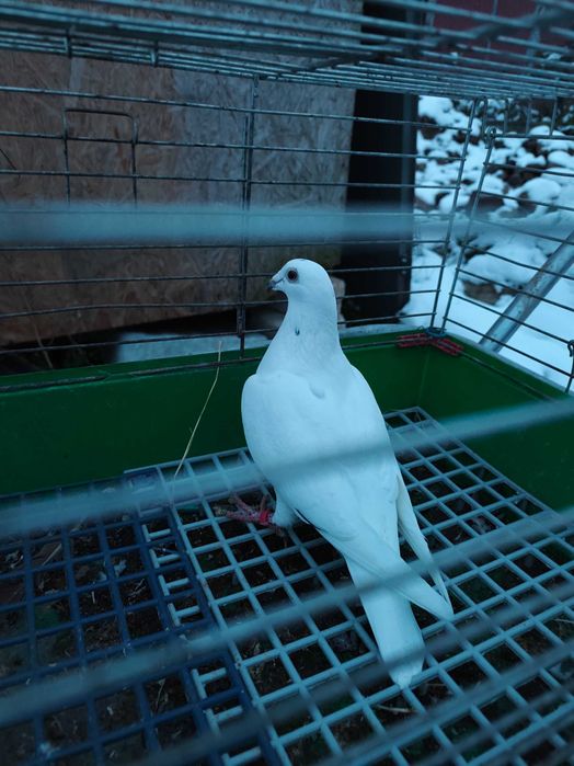 Gołębie pocztowe