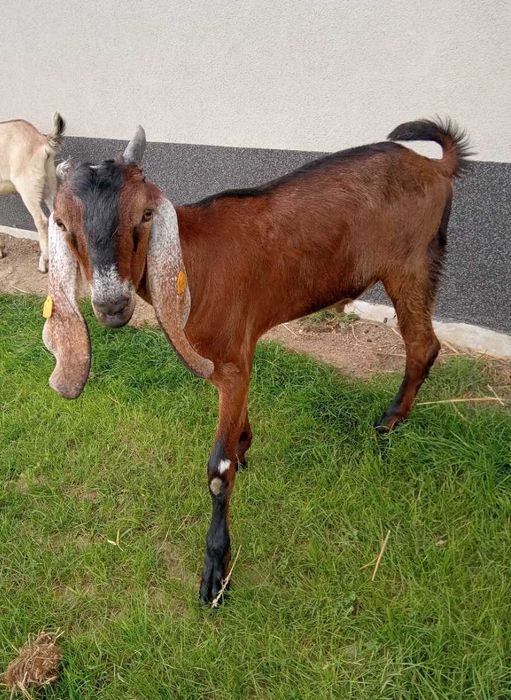 Koza anglonubijska samiec