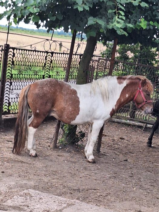 Sprzedam pare kucyków 2300 sztuka