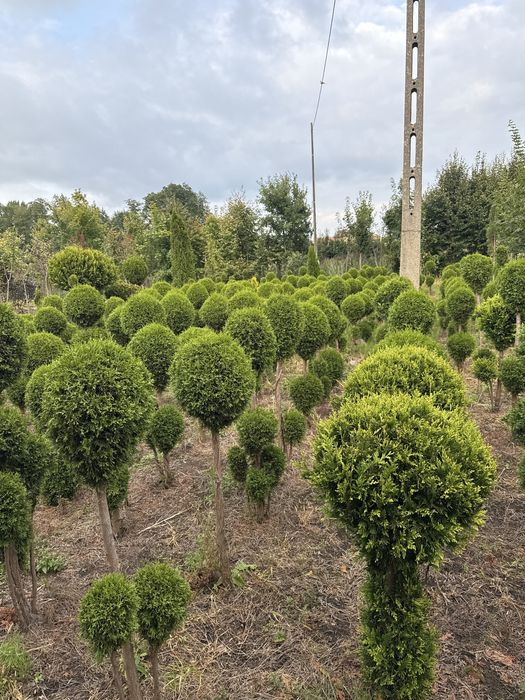 Tuja Szmaragd formowana 130cm