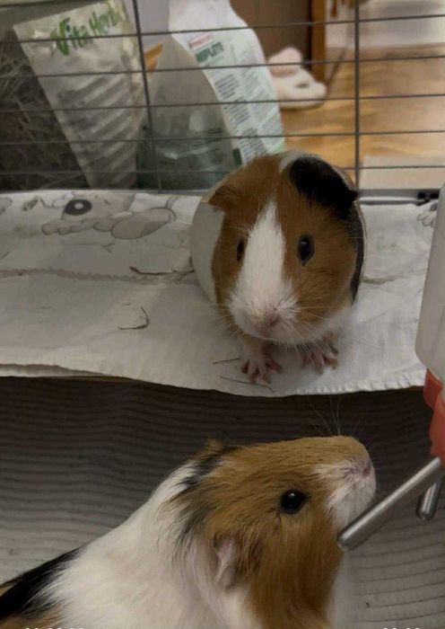 Oddam 2 świnki chłopcy razem z domkiem