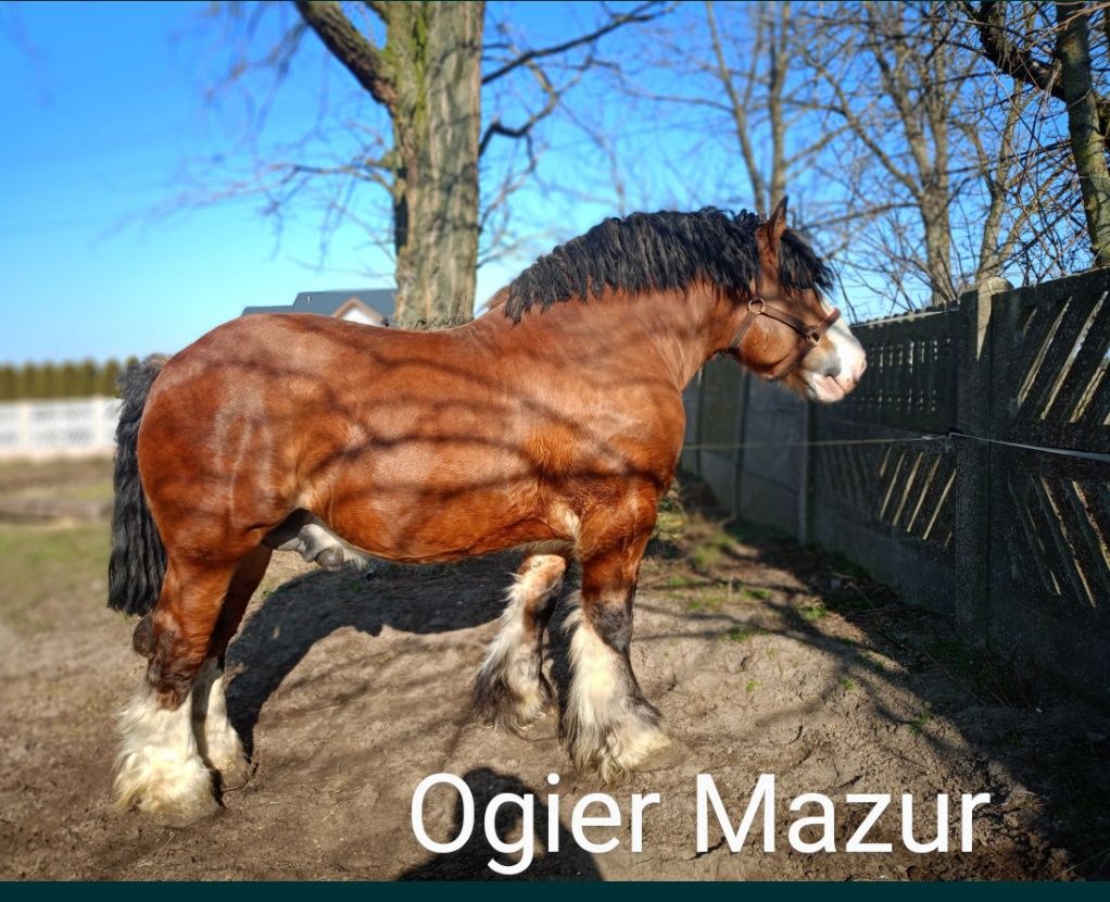 Stanówka Ogierem PKZ