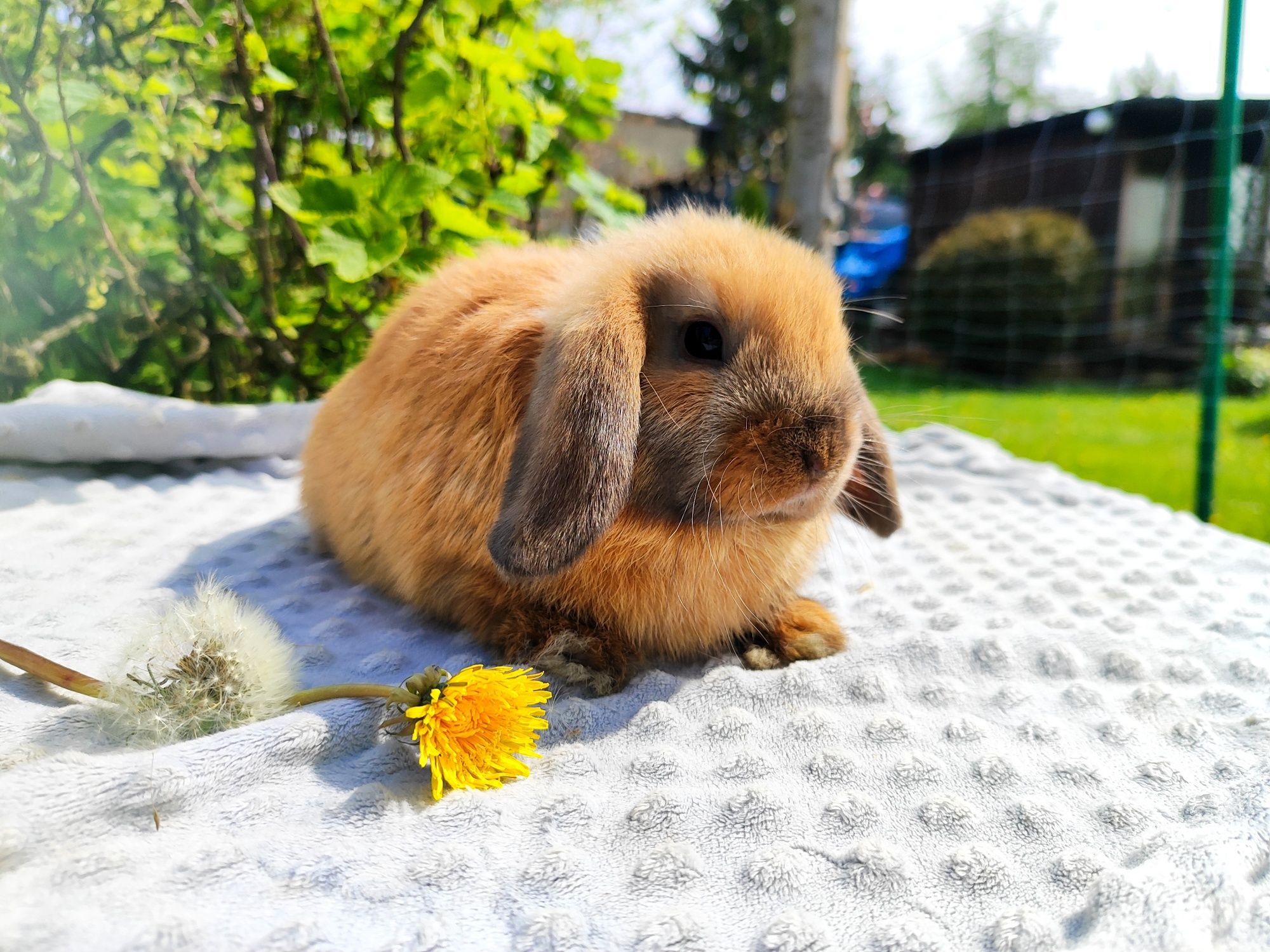 Mini lop rasowy metryka legalna hodowla królik miniaturka baranek