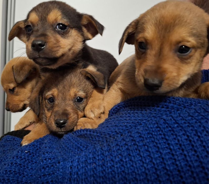 Szczeniaki do oddania