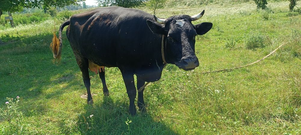 Продам корову і телицю ціна договірна