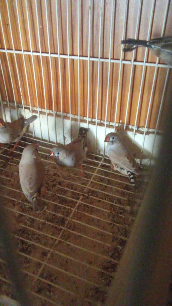 Mandarins/Piriquitos Aves todas de 2025 anilhadas
